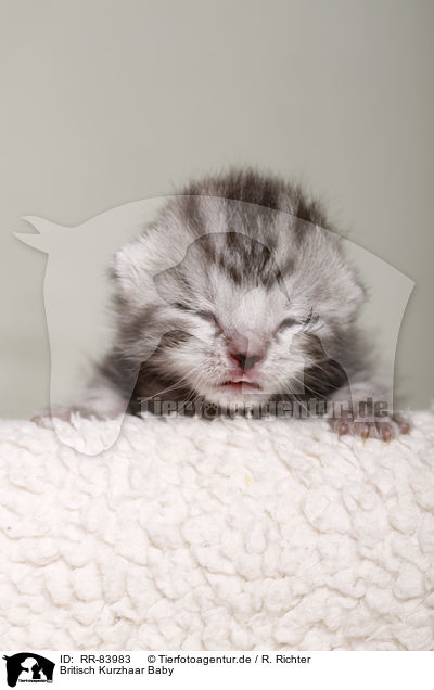 Britisch Kurzhaar Baby / British Shorthair Baby / RR-83983