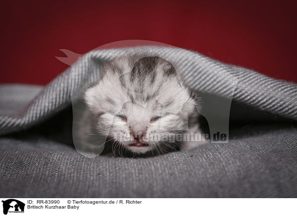 Britisch Kurzhaar Baby / British Shorthair Baby / RR-83990