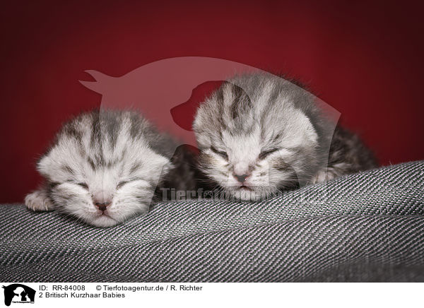 2 Britisch Kurzhaar Babies / 2 British Shorthair Babies / RR-84008