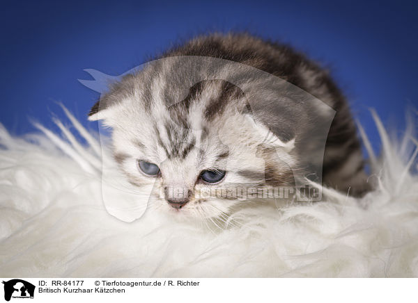 Britisch Kurzhaar Ktzchen / British Shorthair Kitten / RR-84177