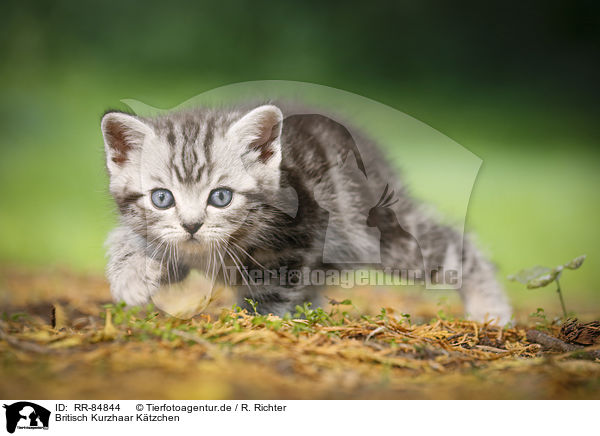 Britisch Kurzhaar Ktzchen / British Shorthair Kitten / RR-84844