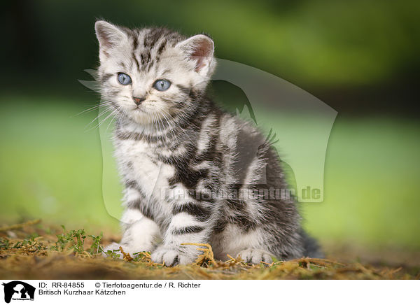 Britisch Kurzhaar Ktzchen / British Shorthair Kitten / RR-84855