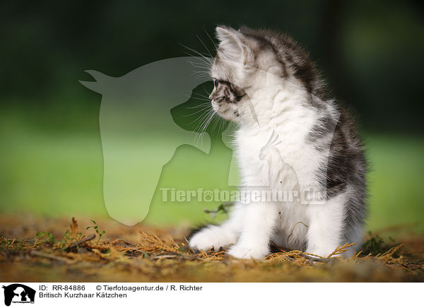Britisch Kurzhaar Ktzchen / British Shorthair Kitten / RR-84886