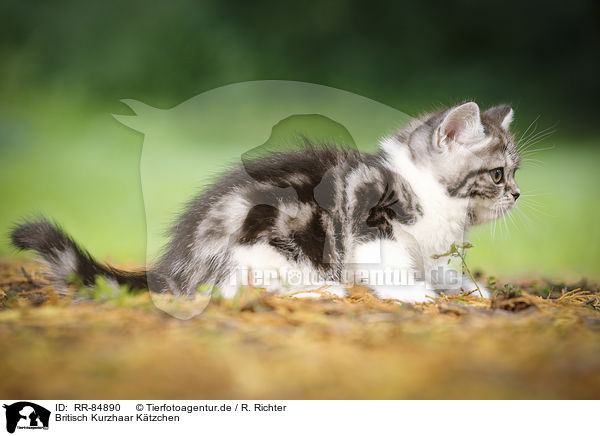 Britisch Kurzhaar Ktzchen / British Shorthair Kitten / RR-84890