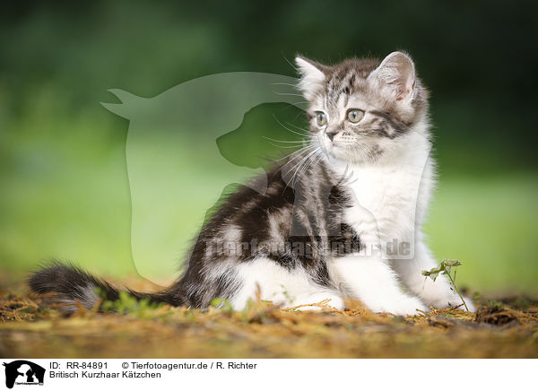 Britisch Kurzhaar Ktzchen / British Shorthair Kitten / RR-84891