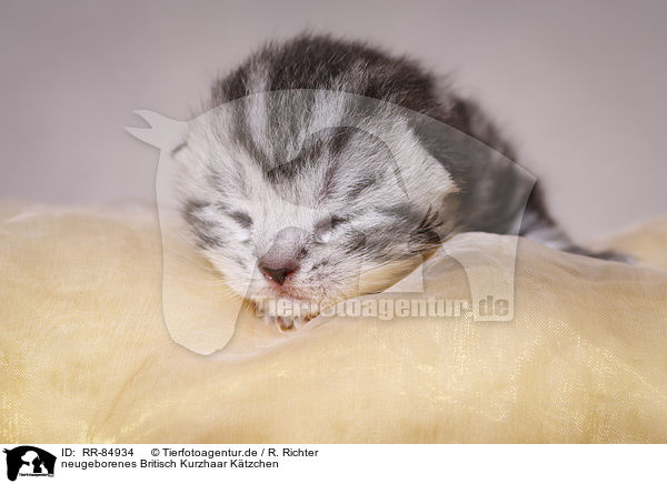 neugeborenes Britisch Kurzhaar Ktzchen / newborn British Shorthair kitten / RR-84934