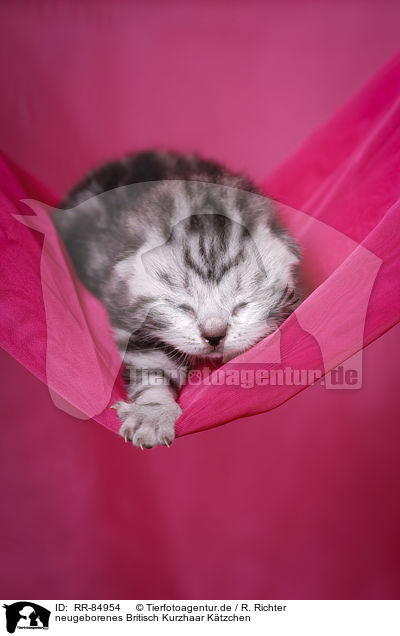 neugeborenes Britisch Kurzhaar Ktzchen / newborn British Shorthair kitten / RR-84954