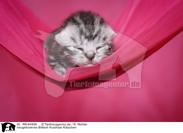 neugeborenes Britisch Kurzhaar Ktzchen / newborn British Shorthair kitten / RR-84956