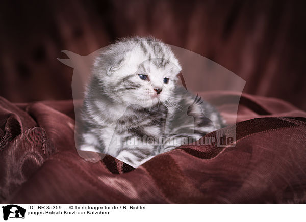 junges Britisch Kurzhaar Ktzchen / young British Shorthair Kitten / RR-85359