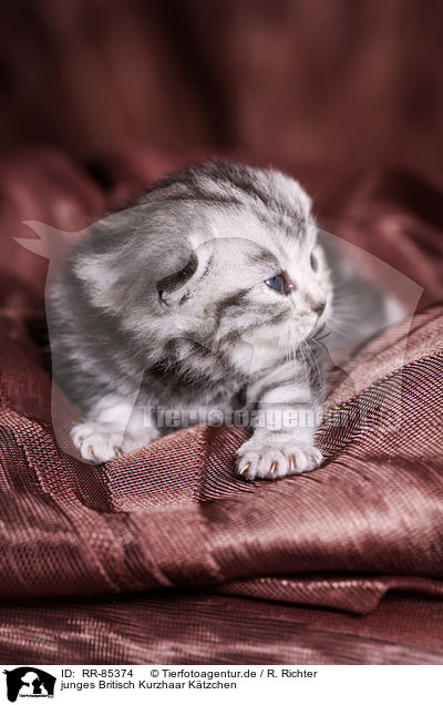 junges Britisch Kurzhaar Ktzchen / young British Shorthair Kitten / RR-85374