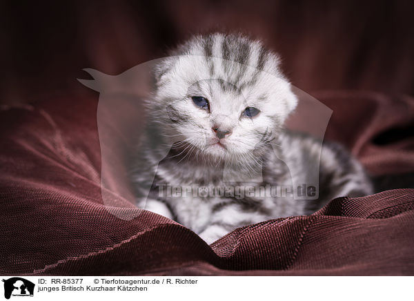 junges Britisch Kurzhaar Ktzchen / young British Shorthair Kitten / RR-85377
