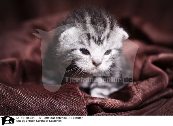 junges Britisch Kurzhaar Ktzchen / young British Shorthair Kitten / RR-85384