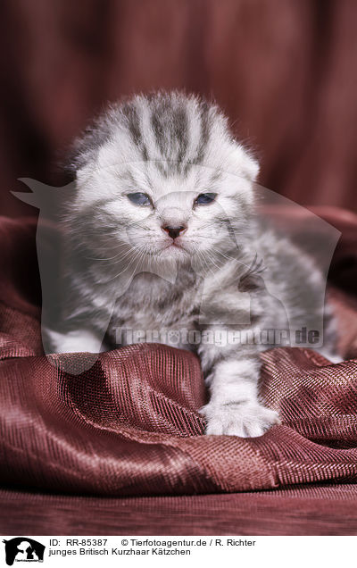 junges Britisch Kurzhaar Ktzchen / young British Shorthair Kitten / RR-85387