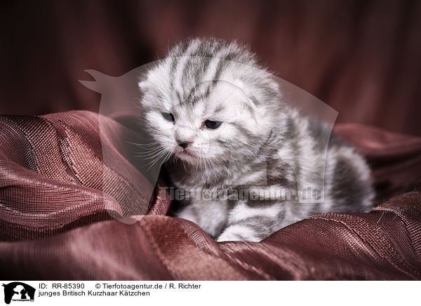 junges Britisch Kurzhaar Ktzchen / young British Shorthair Kitten / RR-85390