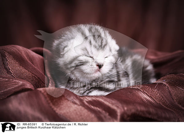 junges Britisch Kurzhaar Ktzchen / young British Shorthair Kitten / RR-85391