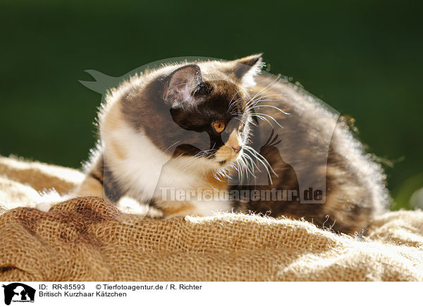 Britisch Kurzhaar Ktzchen / British Shorthair Kitten / RR-85593