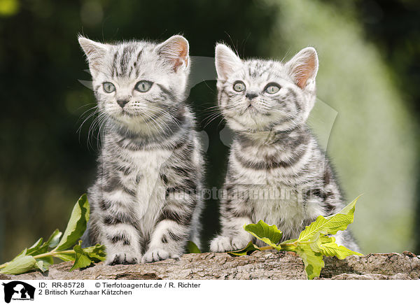 2 Britisch Kurzhaar Ktzchen / 2 British Shorthair Kitten / RR-85728
