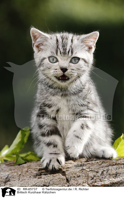 Britisch Kurzhaar Ktzchen / British Shorthair Kitten / RR-85737