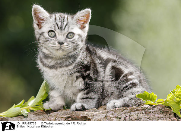 Britisch Kurzhaar Ktzchen / British Shorthair Kitten / RR-85739