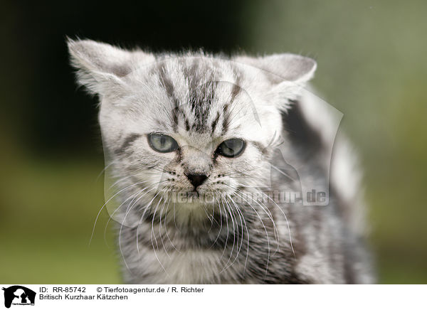 Britisch Kurzhaar Ktzchen / British Shorthair Kitten / RR-85742