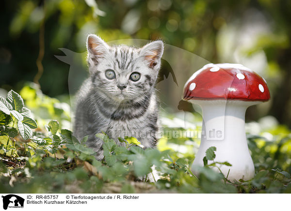 Britisch Kurzhaar Ktzchen / British Shorthair Kitten / RR-85757