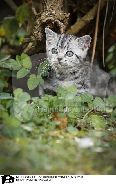 Britisch Kurzhaar Ktzchen / British Shorthair Kitten / RR-85761