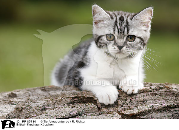 Britisch Kurzhaar Ktzchen / British Shorthair Kitten / RR-85780