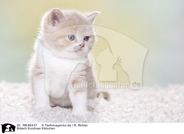Britisch Kurzhaar Ktzchen / British Shorthair Kitten / RR-86437