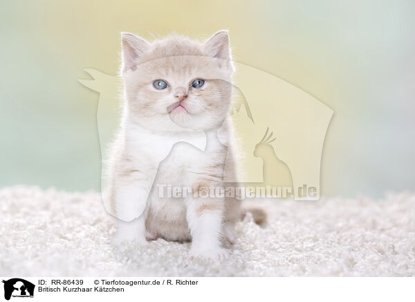 Britisch Kurzhaar Ktzchen / British Shorthair Kitten / RR-86439