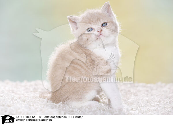 Britisch Kurzhaar Ktzchen / British Shorthair Kitten / RR-86442