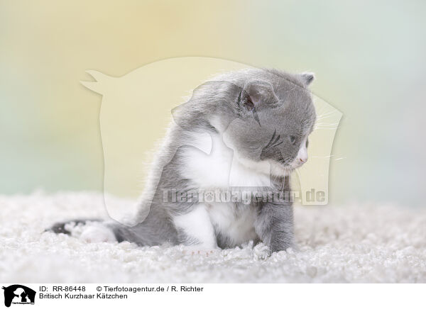 Britisch Kurzhaar Ktzchen / British Shorthair Kitten / RR-86448