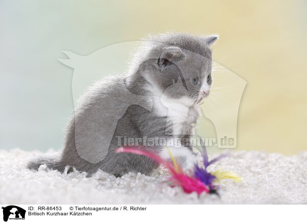 Britisch Kurzhaar Ktzchen / British Shorthair Kitten / RR-86453