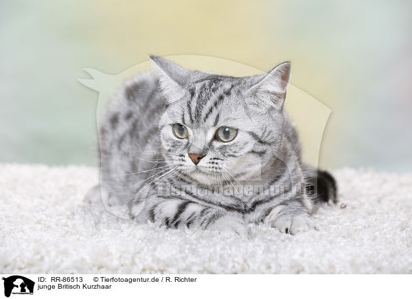 junge Britisch Kurzhaar / young British Shorthair / RR-86513