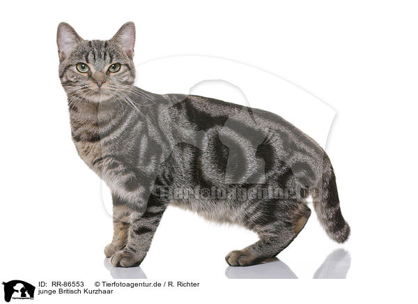 junge Britisch Kurzhaar / young British Shorthair / RR-86553