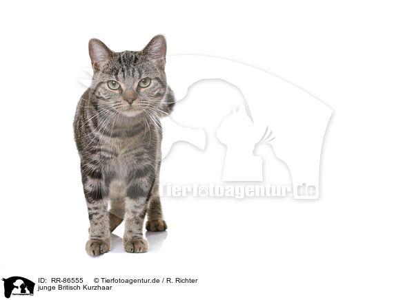 junge Britisch Kurzhaar / young British Shorthair / RR-86555