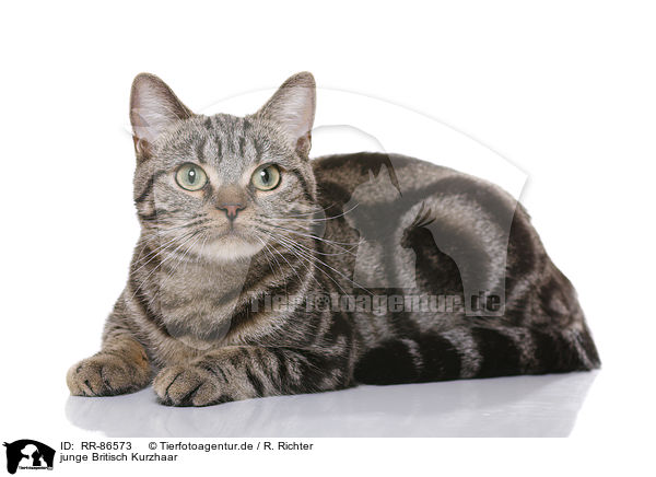 junge Britisch Kurzhaar / young British Shorthair / RR-86573