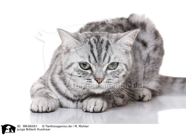 junge Britisch Kurzhaar / young British Shorthair / RR-86581