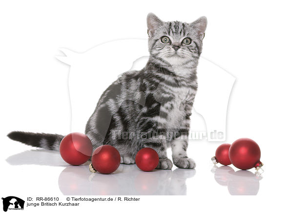 junge Britisch Kurzhaar / young British Shorthair / RR-86610