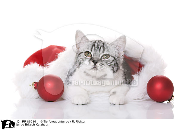 junge Britisch Kurzhaar / young British Shorthair / RR-86616