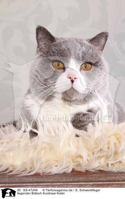 liegender Britisch Kurzhaar Kater / lying British Shorthair tomcat / SS-47246