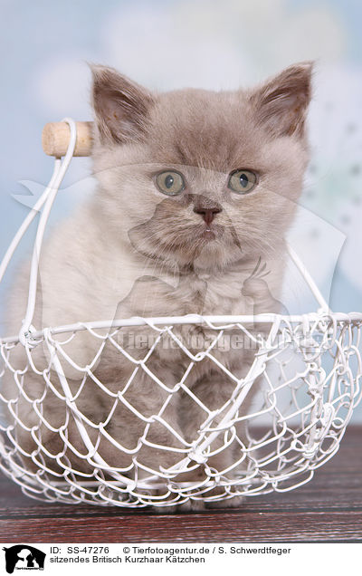 sitzendes Britisch Kurzhaar Ktzchen / sitting British Shorthair Kitten / SS-47276