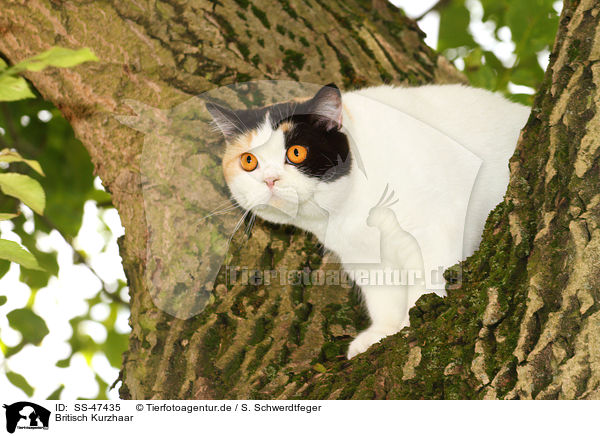 Britisch Kurzhaar / SS-47435