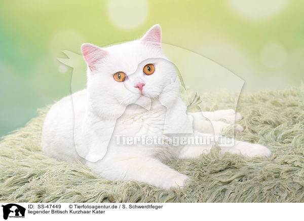 liegender Britisch Kurzhaar Kater / lying British Shorthair tomcat / SS-47449