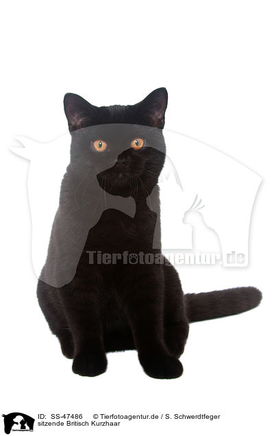 sitzende Britisch Kurzhaar / SS-47486