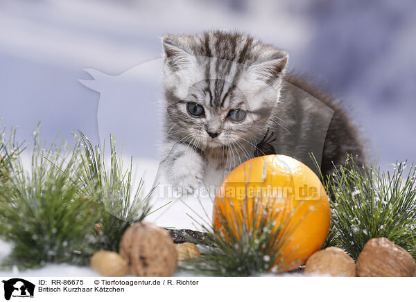 Britisch Kurzhaar Ktzchen / British Shorthair Kitten / RR-86675