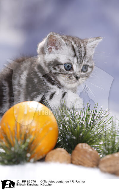 Britisch Kurzhaar Ktzchen / British Shorthair Kitten / RR-86676