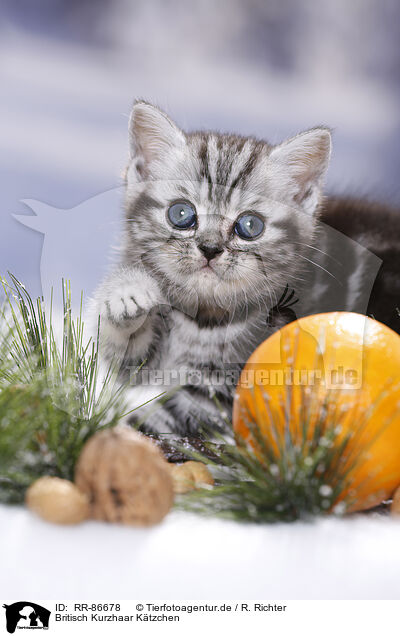 Britisch Kurzhaar Ktzchen / British Shorthair Kitten / RR-86678
