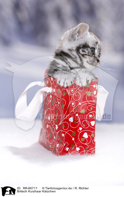 Britisch Kurzhaar Ktzchen / British Shorthair Kitten / RR-86711