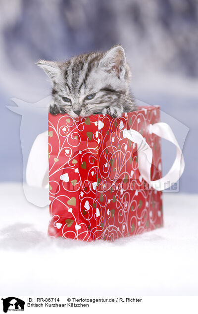 Britisch Kurzhaar Ktzchen / British Shorthair Kitten / RR-86714