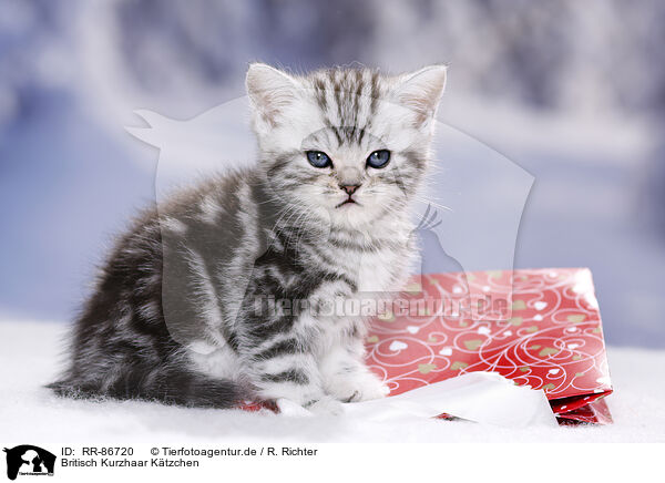 Britisch Kurzhaar Ktzchen / British Shorthair Kitten / RR-86720